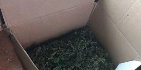 В Залегощенском районе полицейские изъяли у местного жителя более килограмма марихуаны