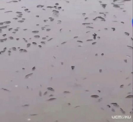 Массовая гибель мальков: пруд под Орлом превратился в кладбище рыбы