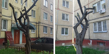 Орловчане прислали нам Памятник Спиленным деревьям