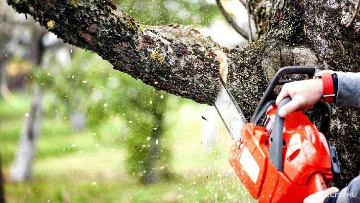 Спиливание сухих деревьев затруднит движение на нескольких улицах Орла