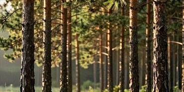 Пять тысяч сосен высадят в Гнездиловском сельском поселении этой весной