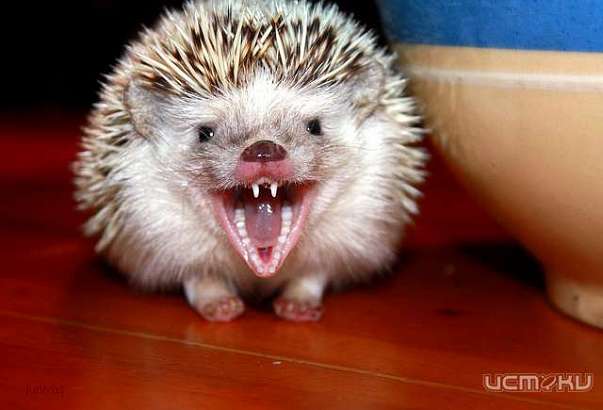 В Ливнах людей все чаще стали кусать кошки, собаки и даже ёжики