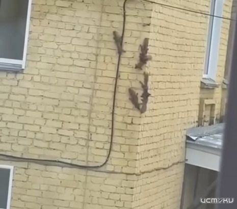 В Орле беличий переполох: Пушистые хулиганы штурмуют стены дома 