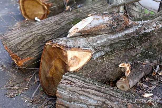 Завтра на улицах Колхозной и Достоевского будут убирать упавшие деревья