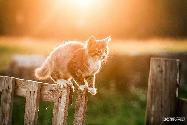 Четвертый день лета в Орле будет солнечным и теплым