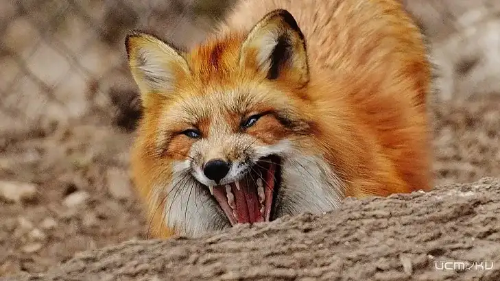 Губернатор Орловской области снял карантин по бешенству в Урицком районе