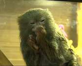 Маленькие да удаленькие: в краеведческом музее Орла проходит выставка миниатюрных животных