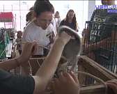 В минувшее воскресенье в Орле прошла благотворительная выставка - она же - пристройство бездомных животных