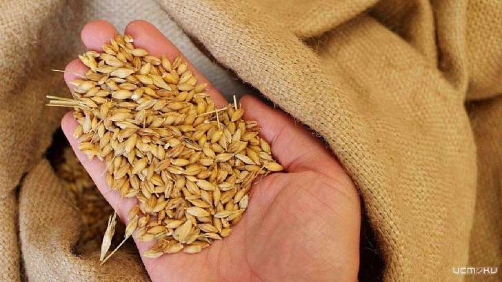 Орловчанам расскажут, сколько опасного зерна запретили вывозить из РФ