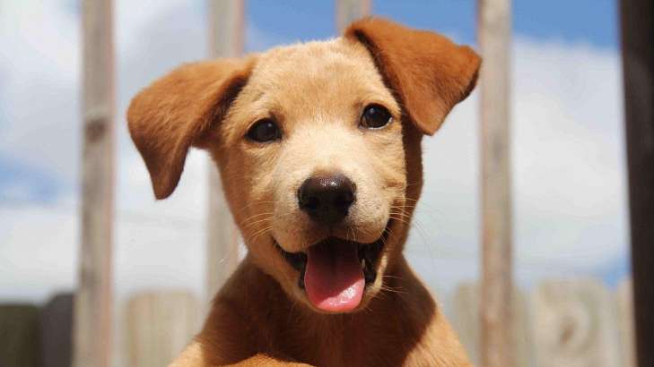 Губернатор Андрей Клычков пообещал построить муниципальный приют: поручения уже даны