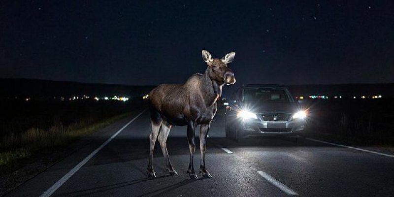 Как предотвратить и действовать в случае совершения ДТП с участием животных