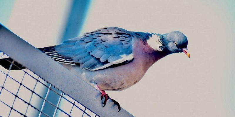 Вяхирь  Голубь  В Орле снова замечен самый благородный голубь!