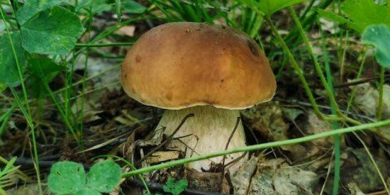 Роспотребнадзор В Орловской области десять человек отравились грибами