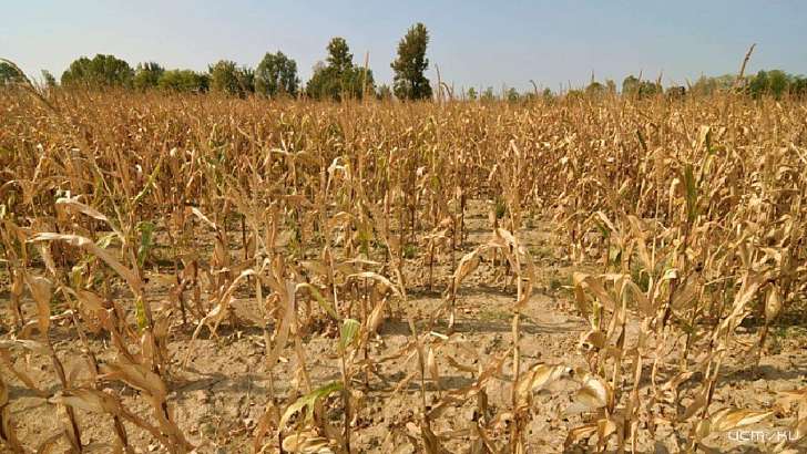 Орловской области угрожает засуха