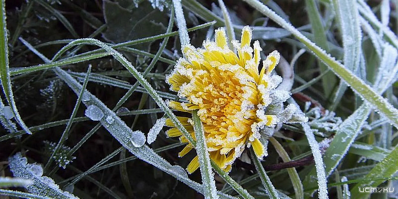 В Орловской области ожидаются заморозки!