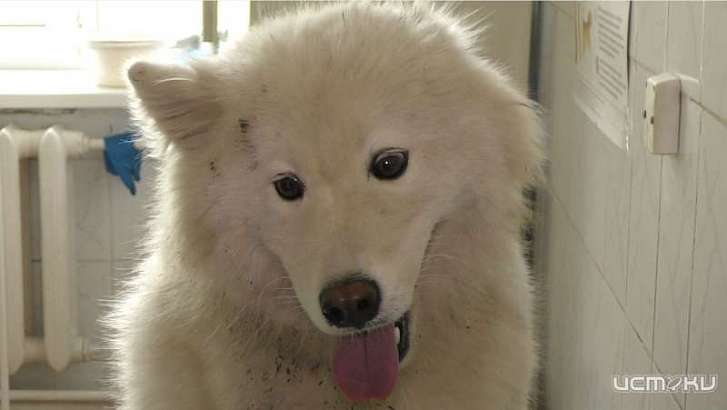 В Орле госинспекторы на обочине дороги нашли раненого пса и отвезли в ветклинику