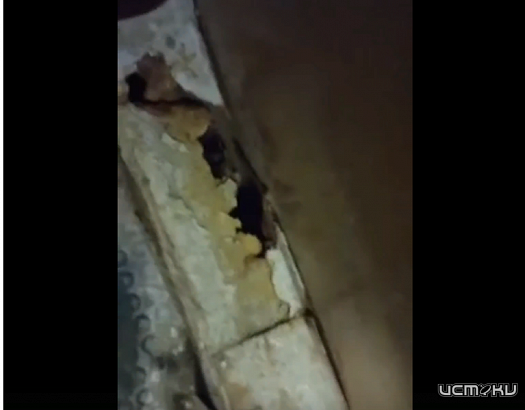 Орловщина как транспортный изгой. Троллейбус с естественной вентиляцией засняли в Орле. 