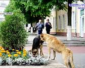 Госдума приняла закон о праве регионов самим решать, что делать с бездомными животными, в школе на ул. Зеленина продолжаются работы. Об этом и не толь...