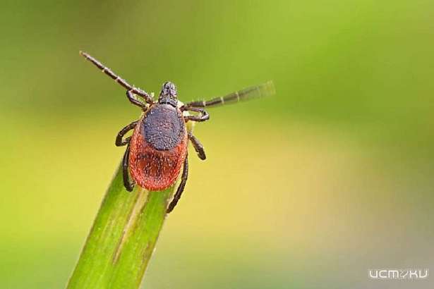 В Орловской области три человека подхватили от клещей болезнь Лайма