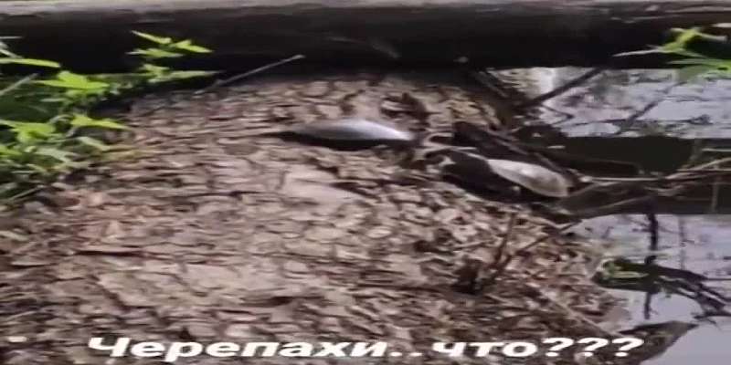 В «Дворянском гнезде» орловчане нашли черепах