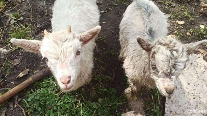 Орловский полицейские поймали козлокрада