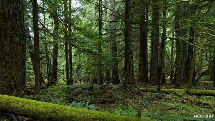 Для лесных инспекторов на Орловщине купят 5 тракторов и 11 легковушек