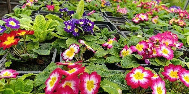 На орловских клумбах в этом году высадят 360 тысяч цветов