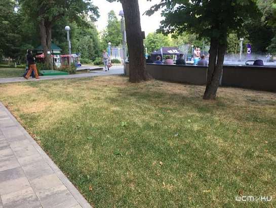 «Мероприятие прошло, галочка поставлена»: почему в Орле так не везет зеленым насаждениям