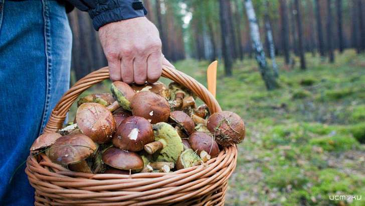 Орловские полицейские отыскали грибников