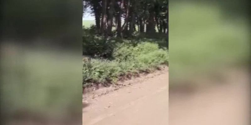 Видео: в Орловской области наблюдают нашествие бабочек