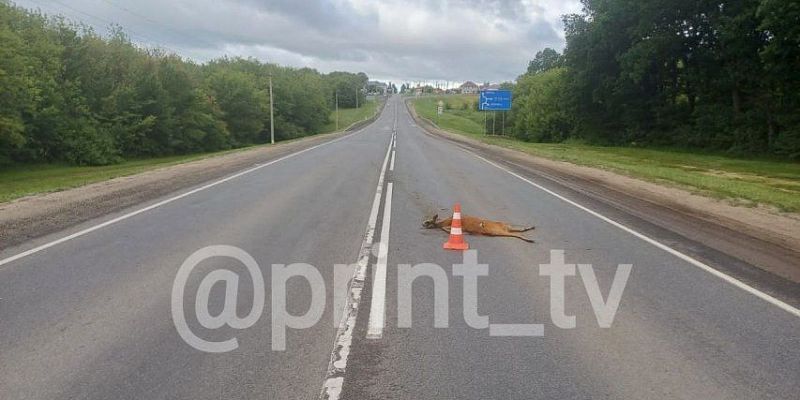 Под Орлом микроавтобус насмерть сбил косулю Под Орлом микроавтобус насмерть сбил косулю