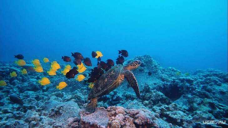 «Тайны подводного мира»: юных орловчан приглашают принять участие в игровой программе 