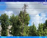 Не все деревья в сквере Танкистов выдержали опиловку. Экспресс - новости.