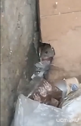 "Как вам друг такой?" Орловчане прислали нам видео с такими нежелательными соседями