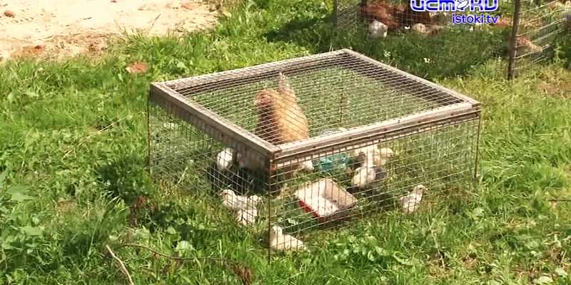 Амчане недовольны соседством с мусорным полигоном1623855307