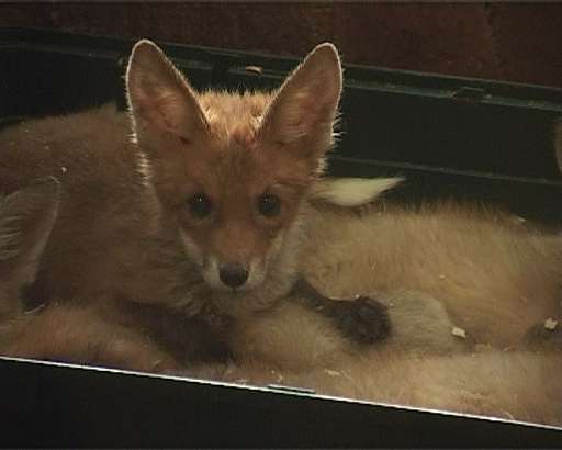 Лисы в парке