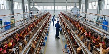 Сотрудники Россельхознадзора побывали с профилактическим визитом на птицефабрике в Орловской области.