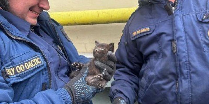 МЧС по Орловской области  Орловские спасатели дважды за день пришли на помощь котятам