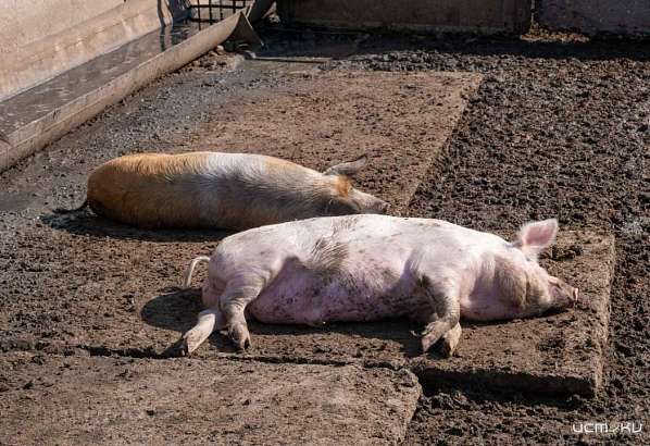 Новый очаг АЧС найден в Орловской области