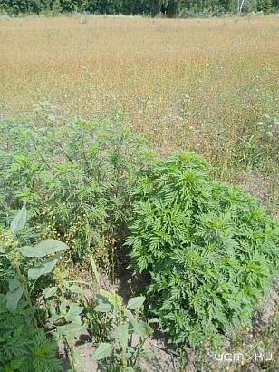 Амброзия, да не та 