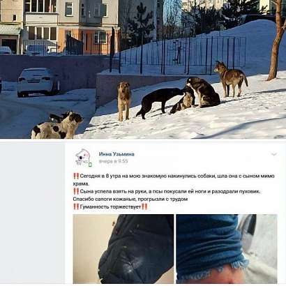 Зампред. облсовета решил послушать собачников и их противников