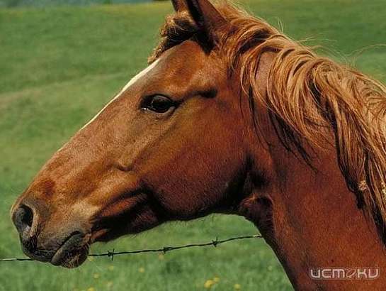 У жителя Ливенского района украли лошадь