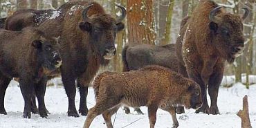 Зубры Арт-объект  В Орле появится семья зубров