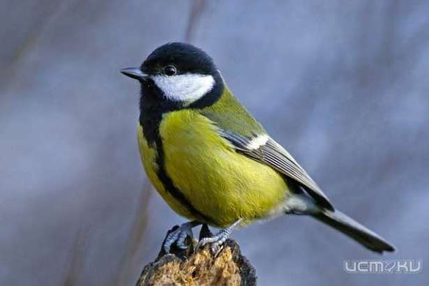 Орловским школьникам расскажут о птицах