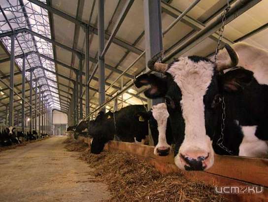 У орловских коров нашли патогенный стафилококк 