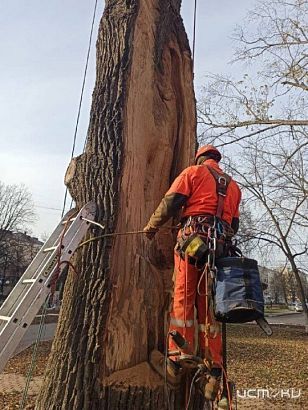 У 163-летнего дуба на Бульваре Победы в Орле появился шанс выжить