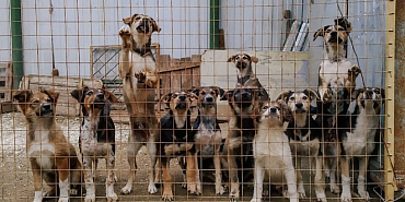 У орловского приюта для животных появилась надежда? 