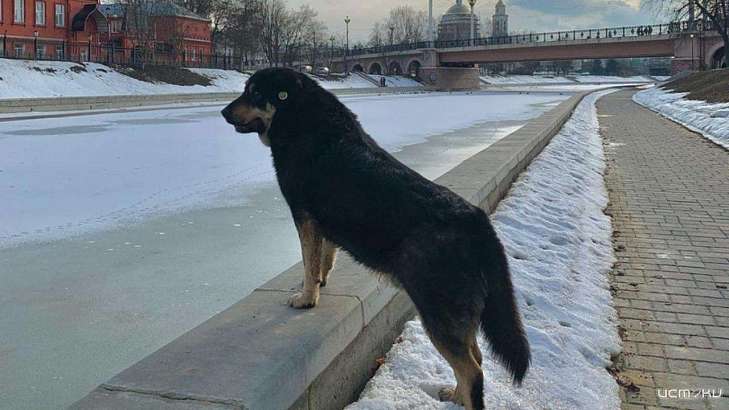 В Орле заговорили о «животных в городе»