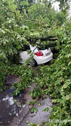 В Орле упавшим деревом раздавило ещё одну машину