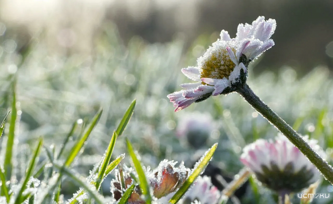 Заморозки в Орле сохраняются 